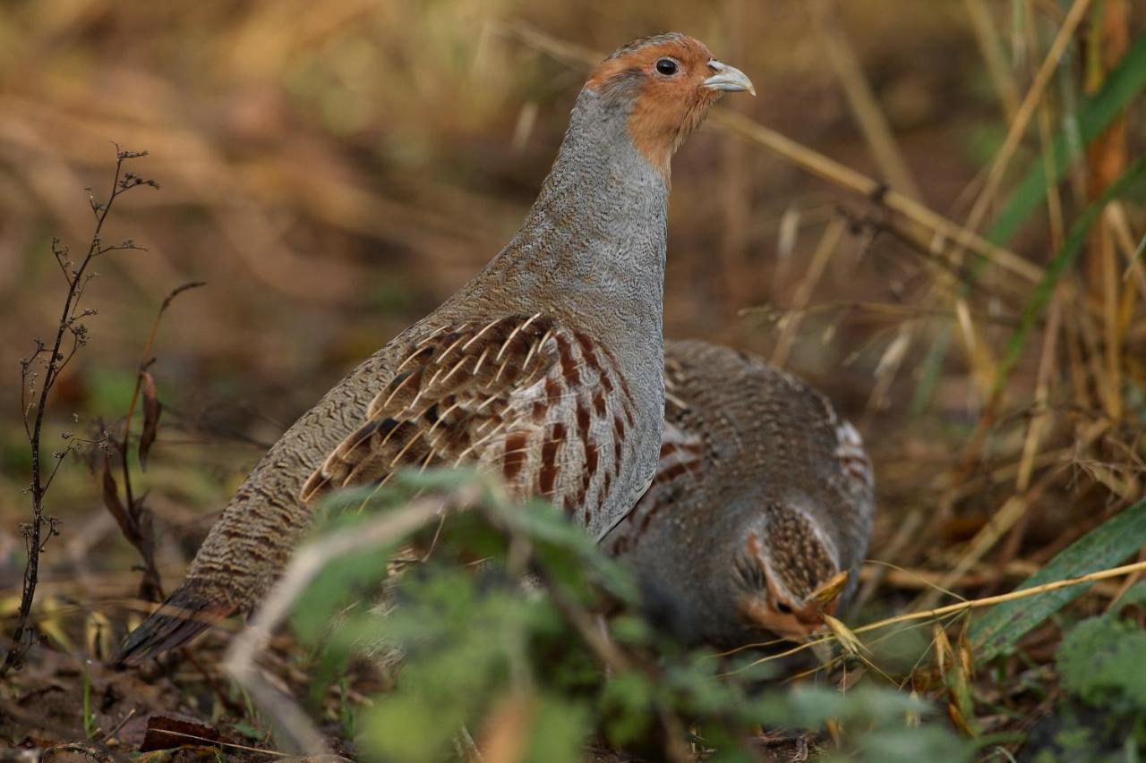 Landhotel Jagdschloss Windelsbach Zewnętrze zdjęcie